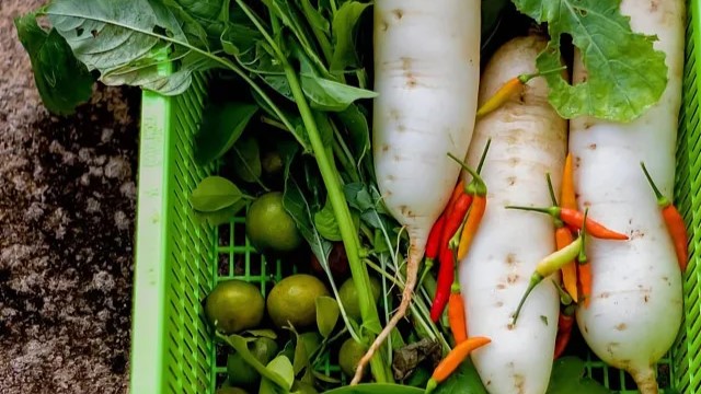 为什么“冬吃萝卜夏吃姜”?