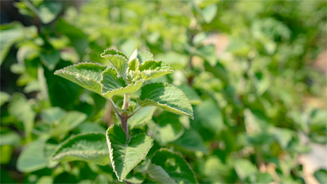 ������ںϲ�ҵ����ͨ����䡱�롰ҩ��