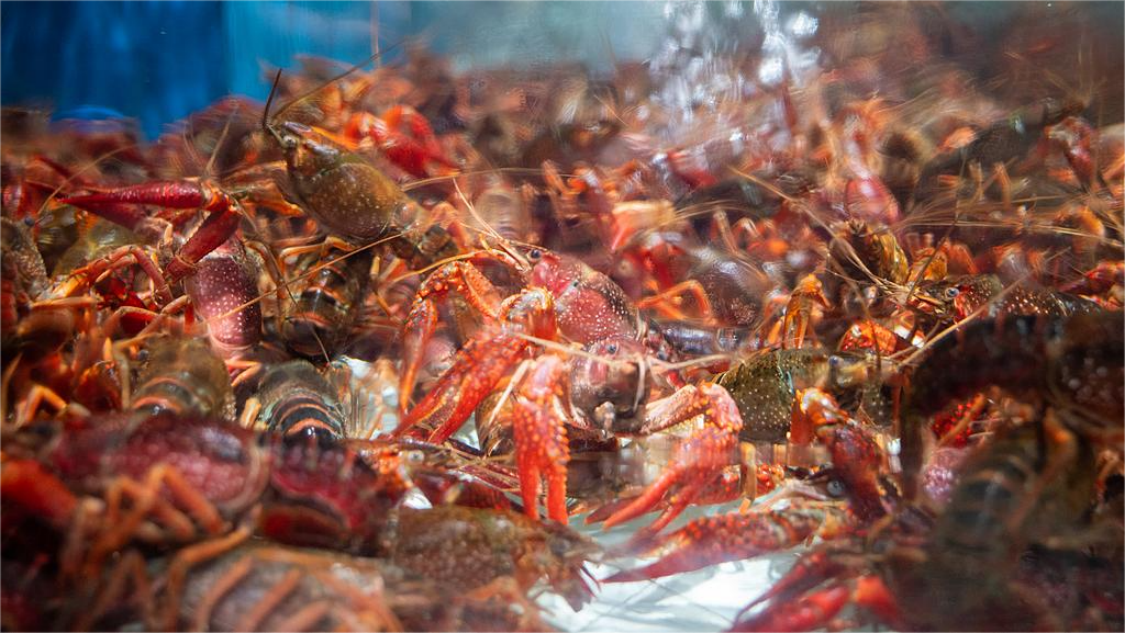 ��ʳ��ˮ��Ʒ������