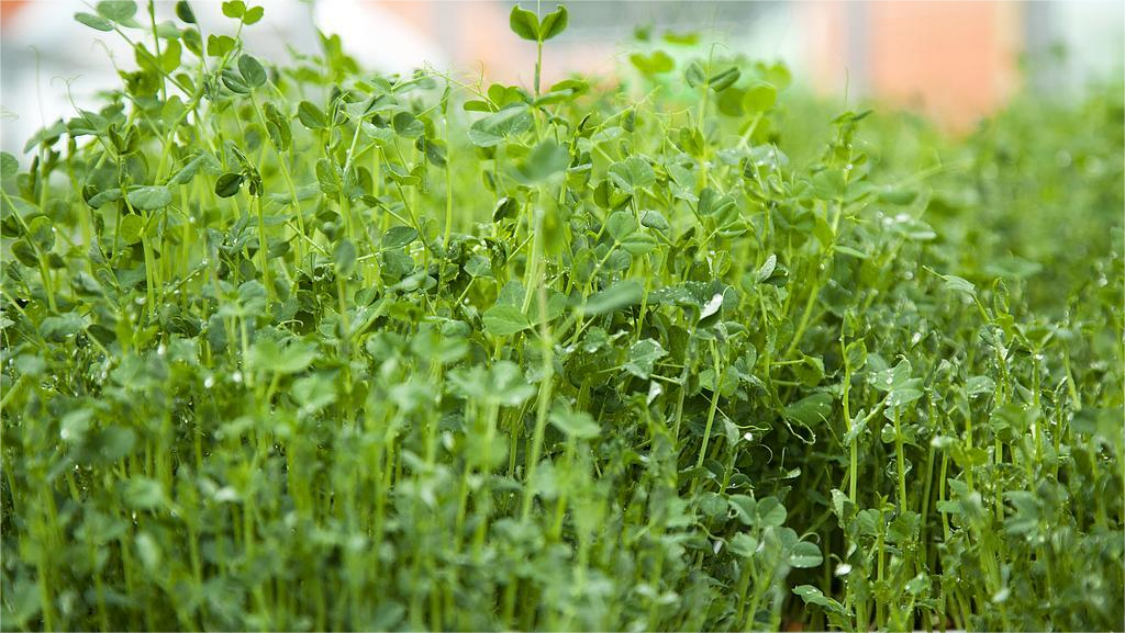 ���������ٲ��׸� ��ν�Ƣ���ѿ��