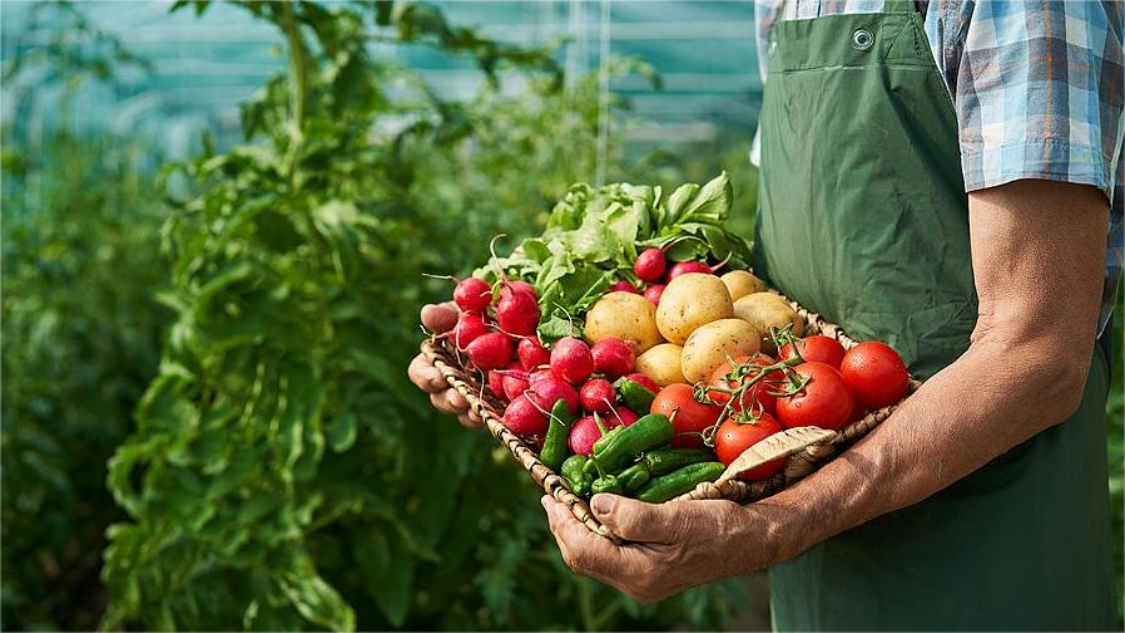 �����׵�����2026��������ʳƷ��ѧ���